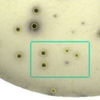 酶聯(lián)斑點（Elispot）實驗服務